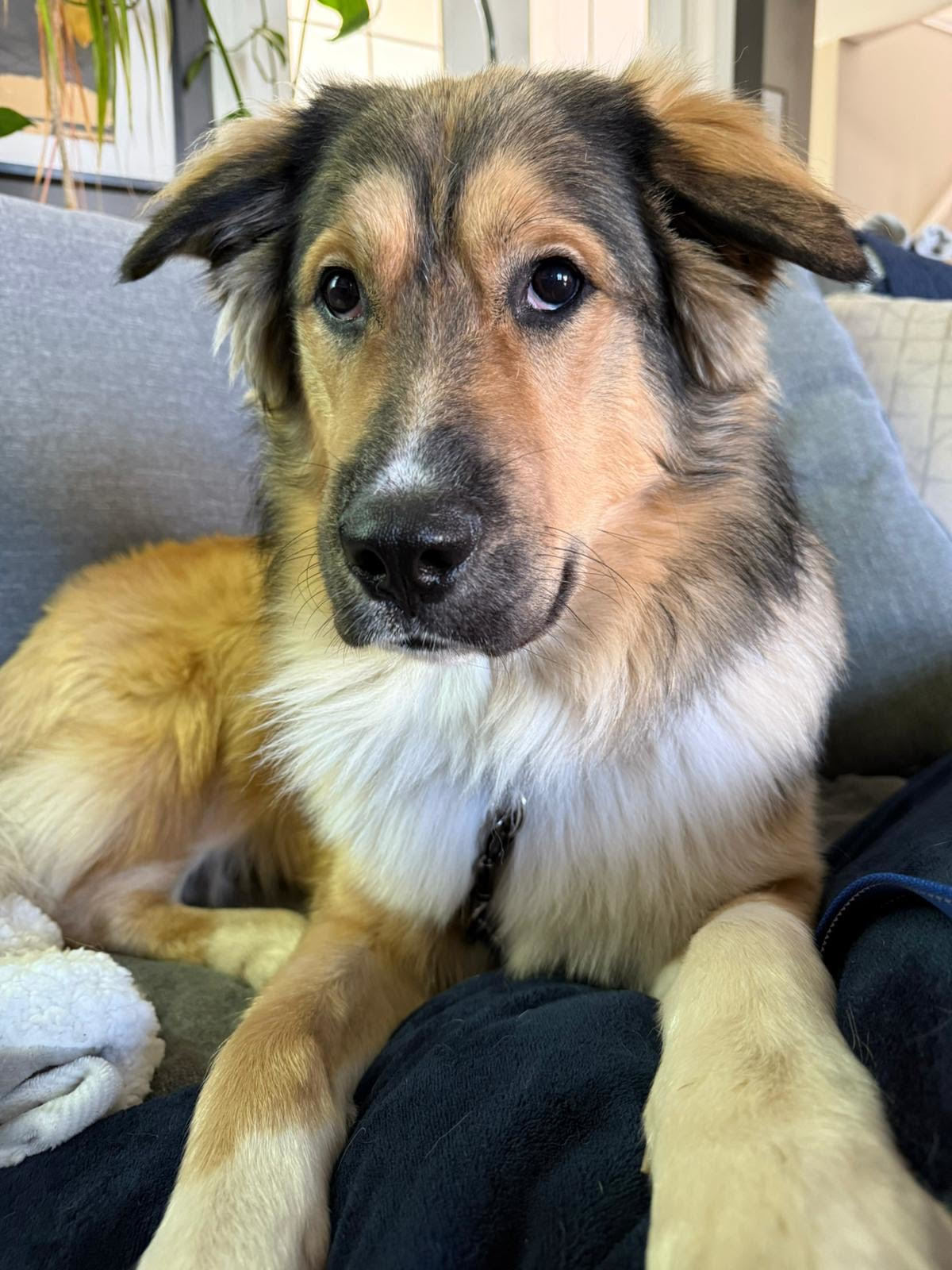 Nummu, an adoptable Shepherd, Mixed Breed in Sunderland, ON, L0C 1H0 | Photo Image 1