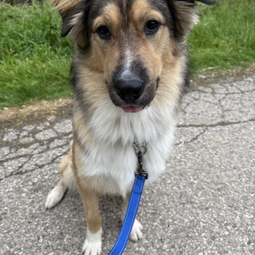 Nummu, an adoptable Shepherd, Mixed Breed in Sunderland, ON, L0C 1H0 | Photo Image 2