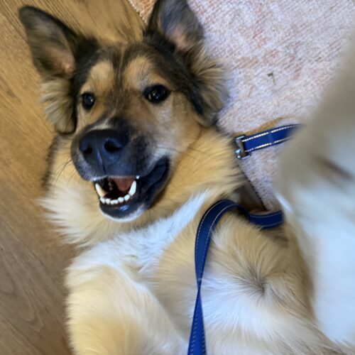 Nummu, an adoptable Shepherd, Mixed Breed in Sunderland, ON, L0C 1H0 | Photo Image 3
