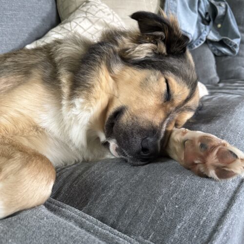 Nummu, an adoptable Shepherd, Mixed Breed in Sunderland, ON, L0C 1H0 | Photo Image 4