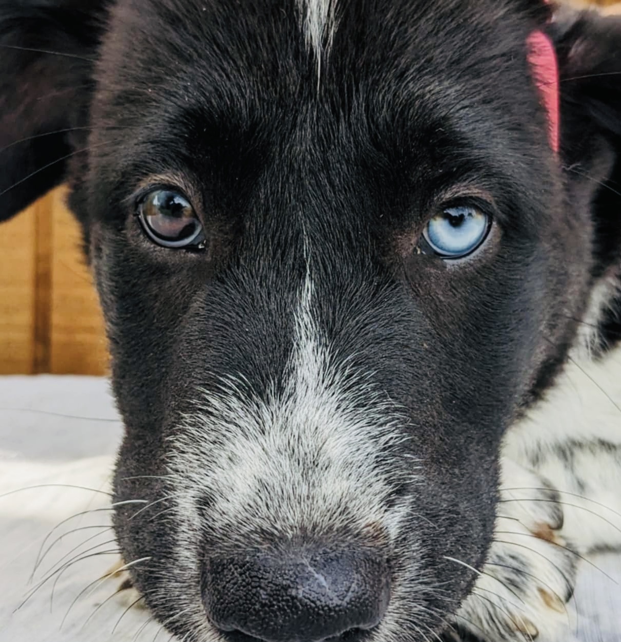 Photo of Young Female Great Pyrenees Bicolor