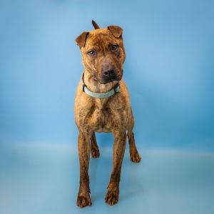 Pen 201 Bull Shar-Pei Dog