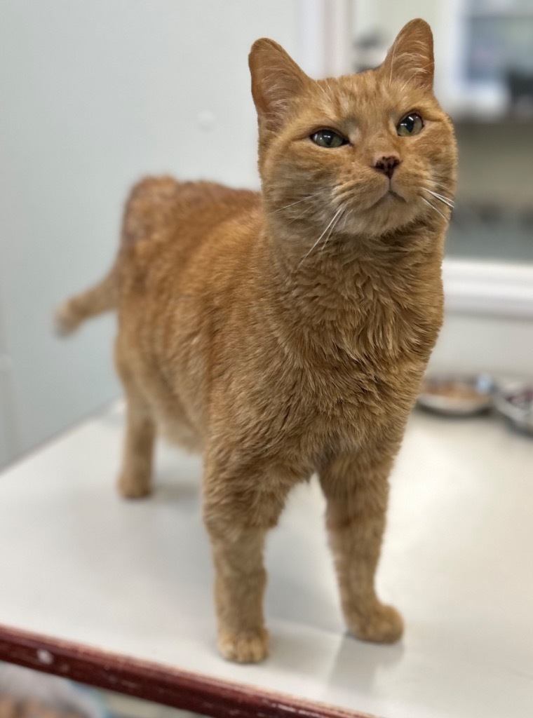 Harris, an adoptable Domestic Short Hair in Cumberland, ME, 04021 | Photo Image 1