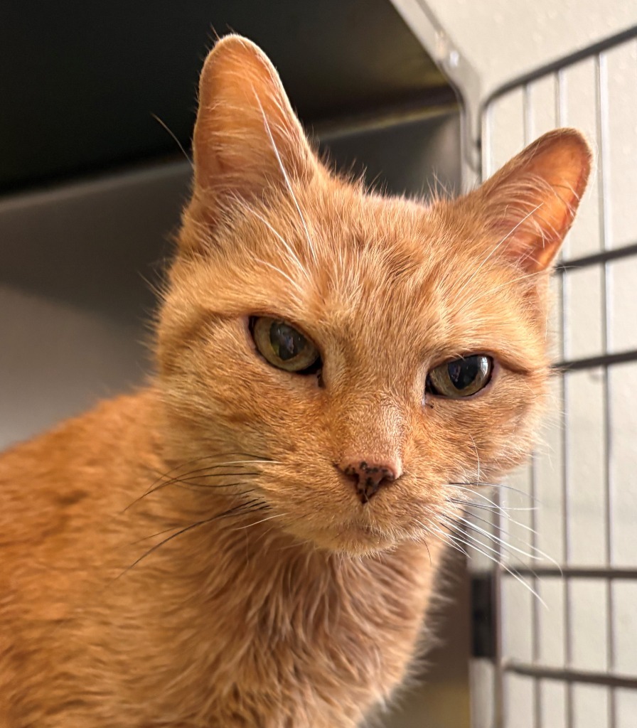 Harris, an adoptable Domestic Short Hair in Cumberland, ME, 04021 | Photo Image 2