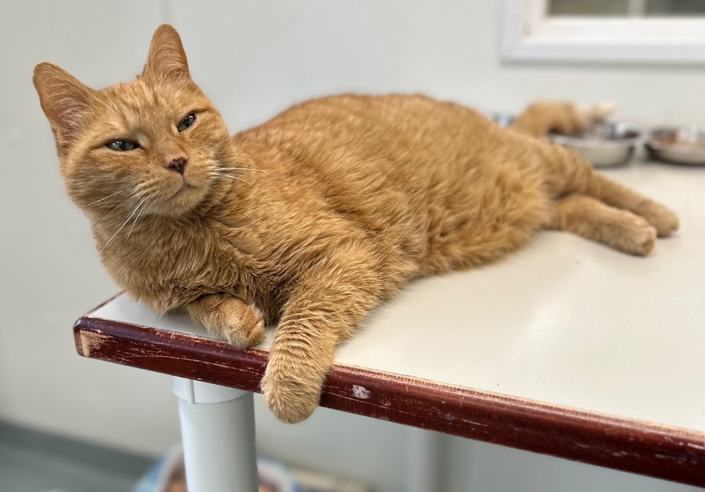 Harris, an adoptable Domestic Short Hair in Cumberland, ME, 04021 | Photo Image 3