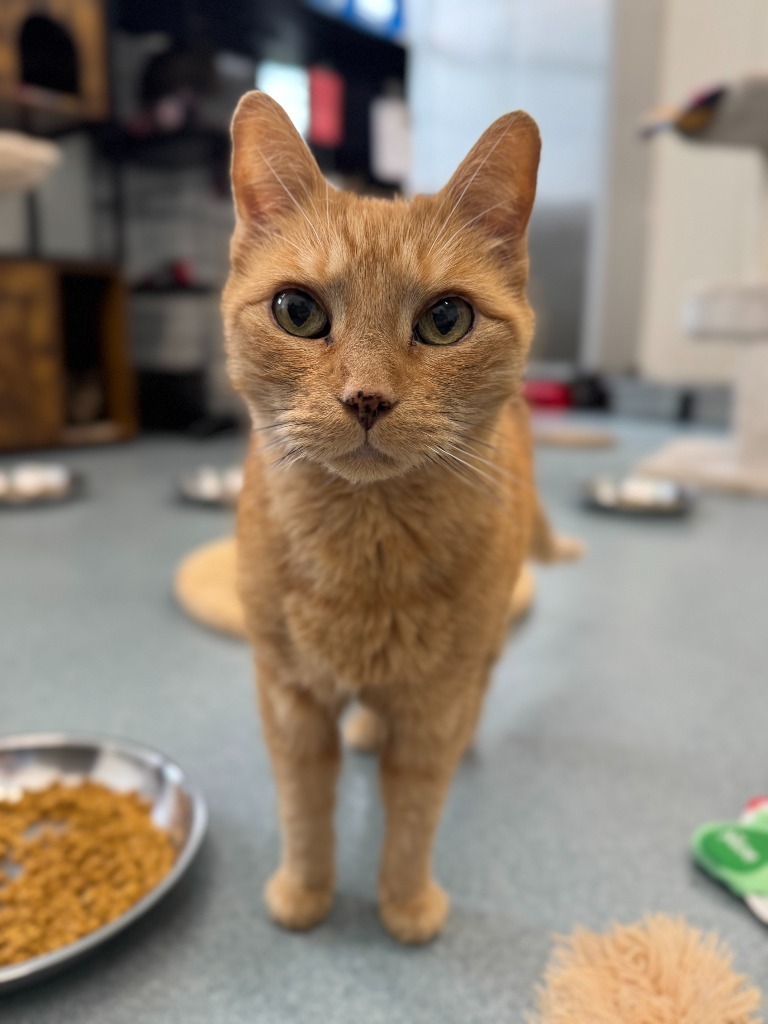 Harris, an adoptable Domestic Short Hair in Cumberland, ME, 04021 | Photo Image 4