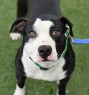 Chonkz Mixed Breed Dog