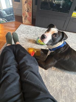 Meet Chonkz Chonkz is a 2-year-old 48lb beautiful boy who has spent the last 50 days terrified in 