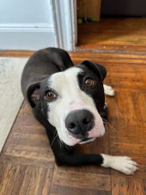 Meet Chonkz Chonkz is a 2-year-old 48lb beautiful boy who has spent the last 50 days terrified in 