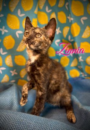 Zinnia, Baby Female unknown