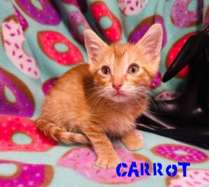 Carrot, Young Male unknown