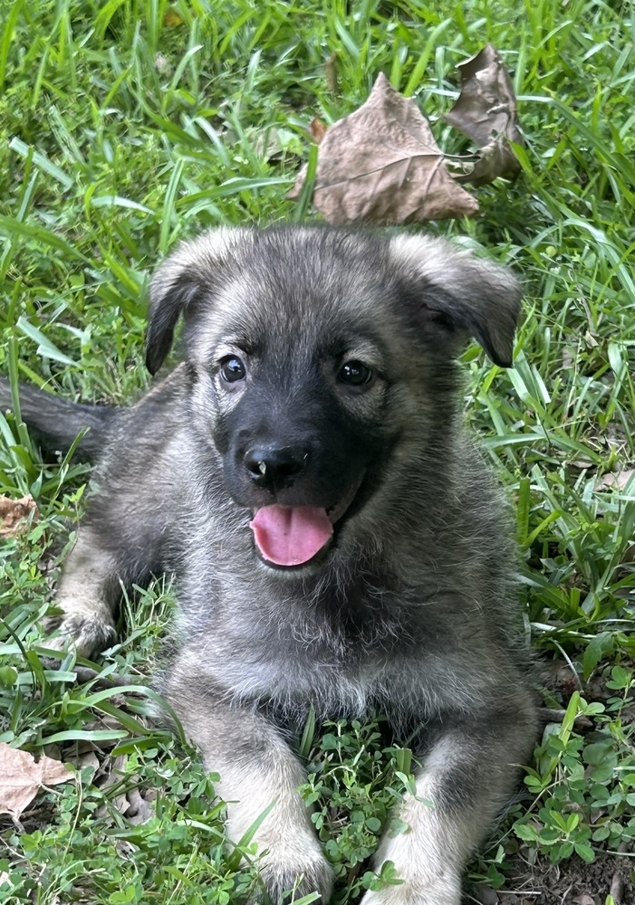 Titan - Honey Bs litter
