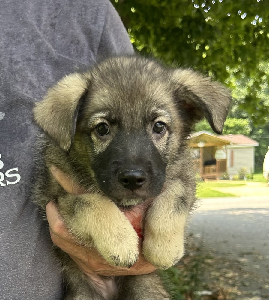 Titan - Honey Bs litter