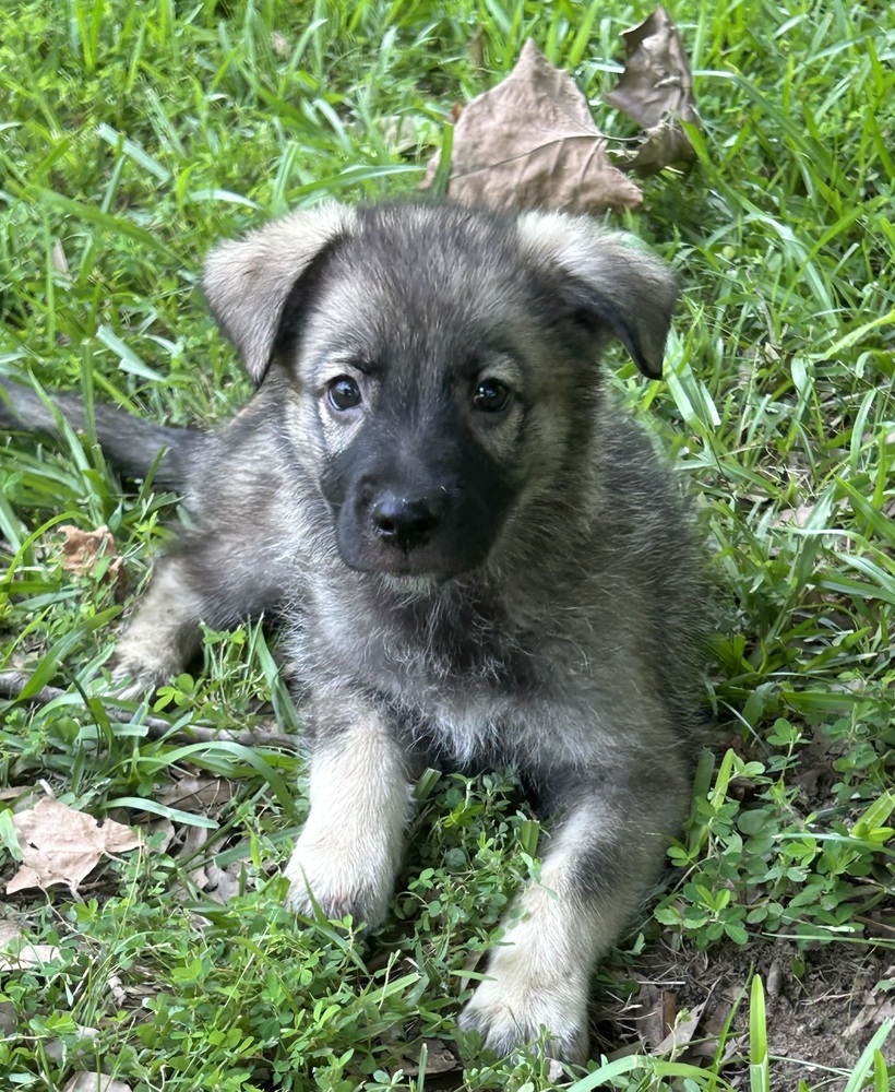 Titan - Honey Bs litter
