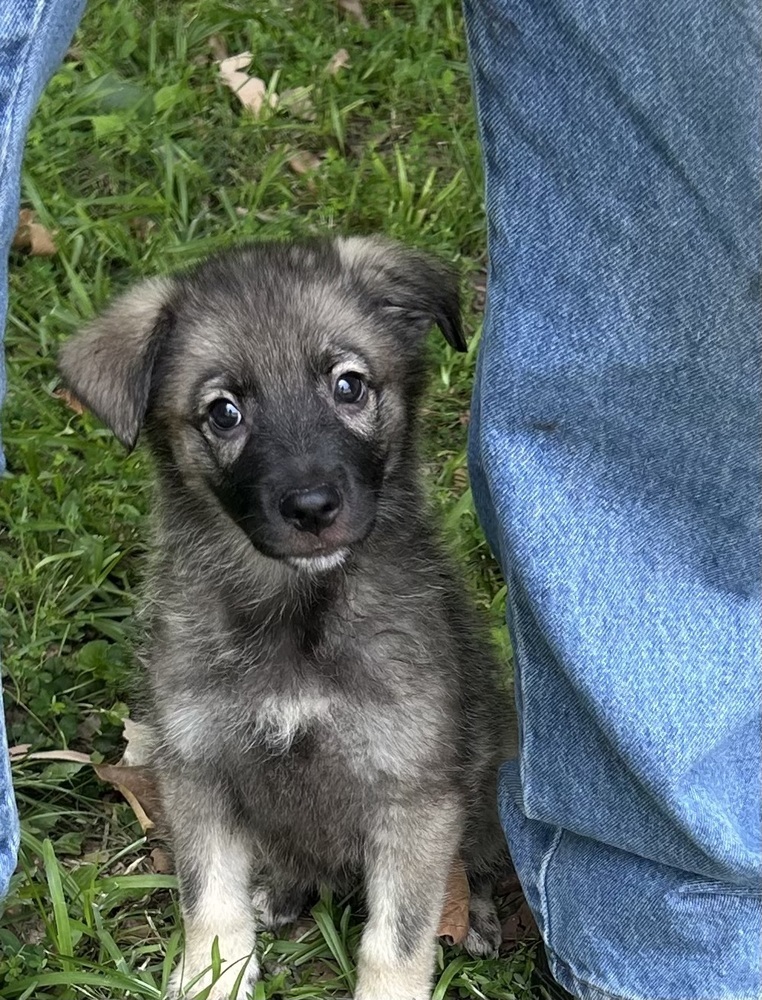 Titan - Honey Bs litter