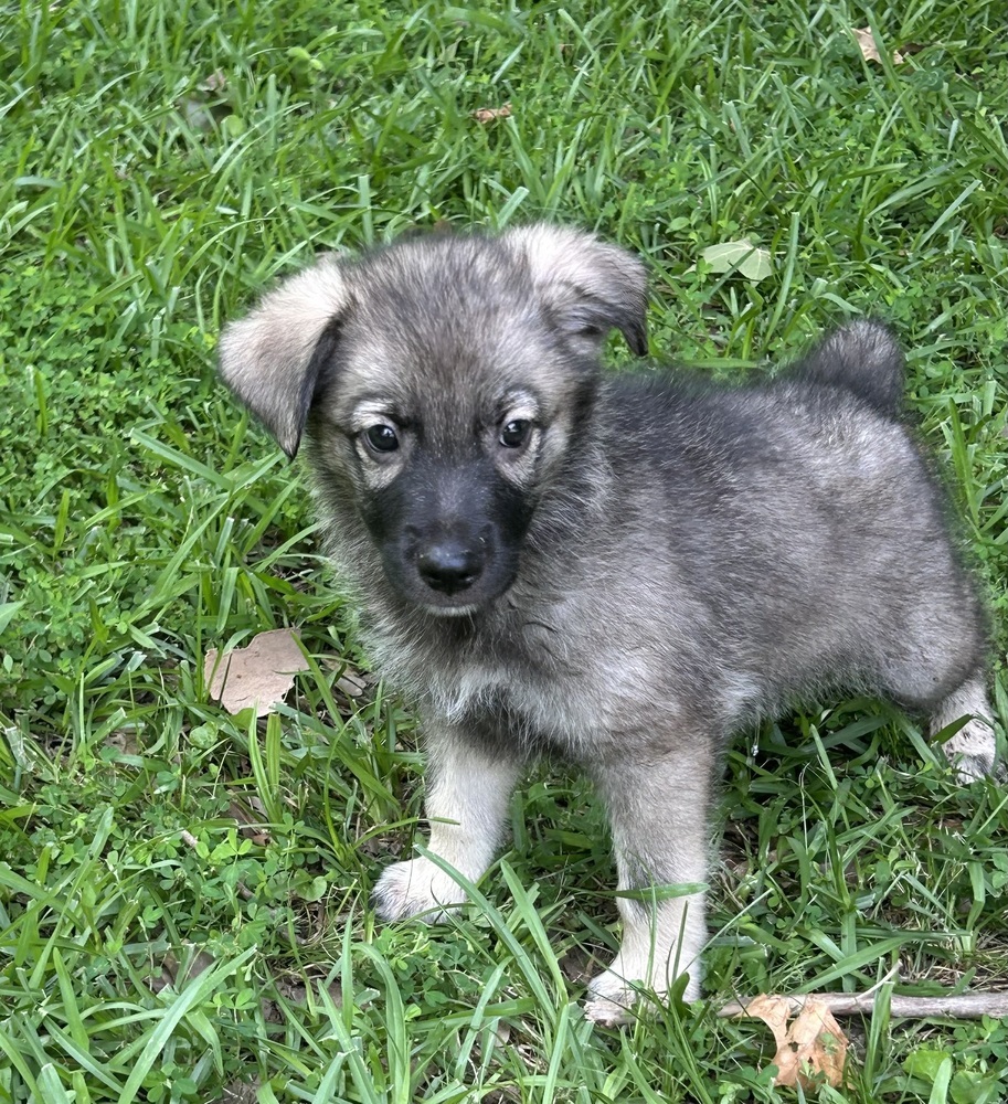 Lola - Honey Bs litter