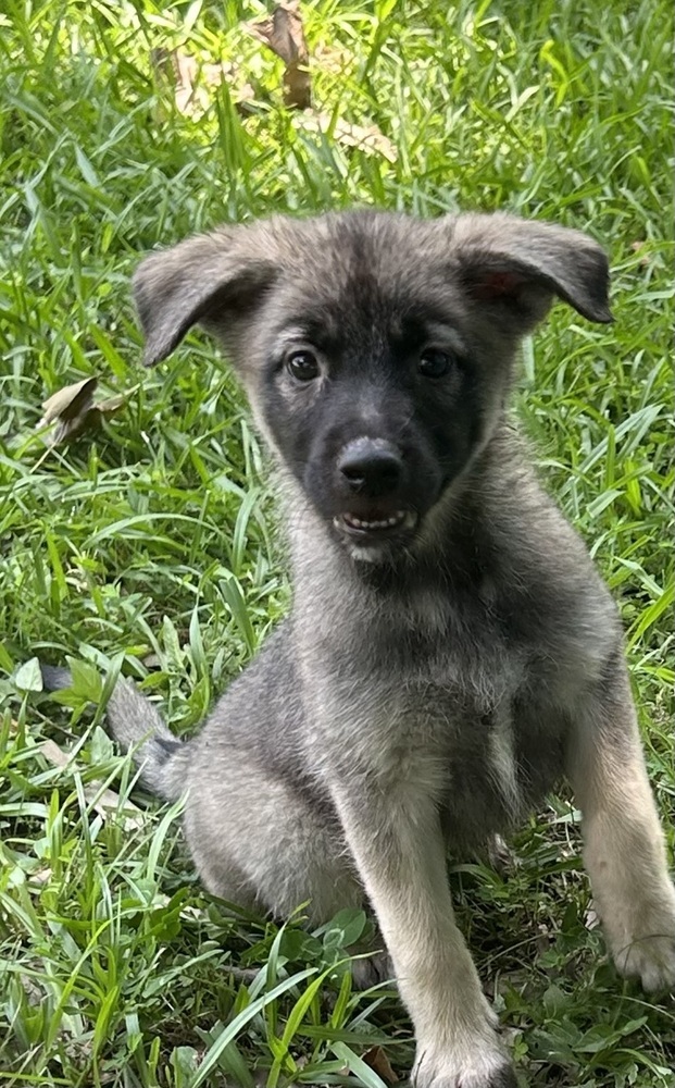 Lola - Honey Bs litter