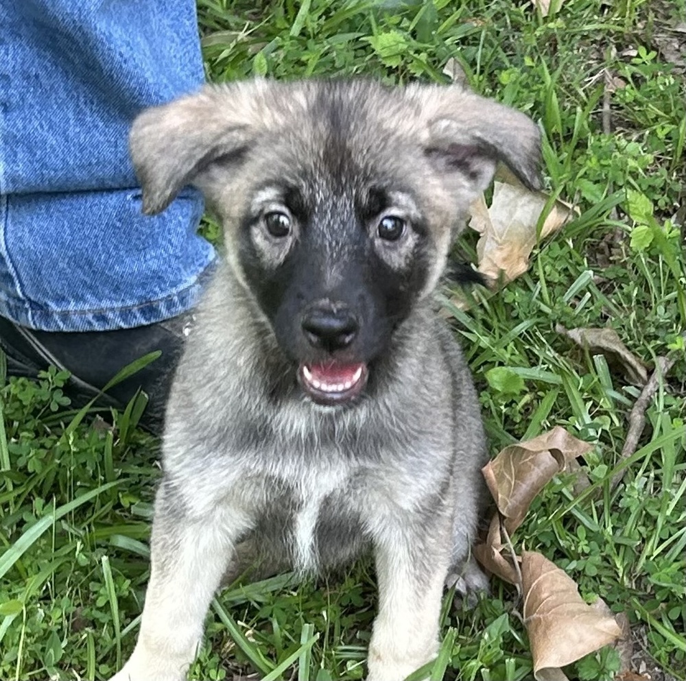 Lola - Honey Bs litter
