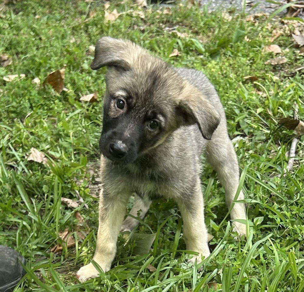 Lola - Honey Bs litter