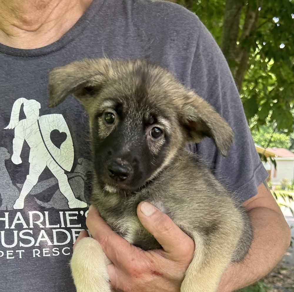 Lola - Honey Bs litter