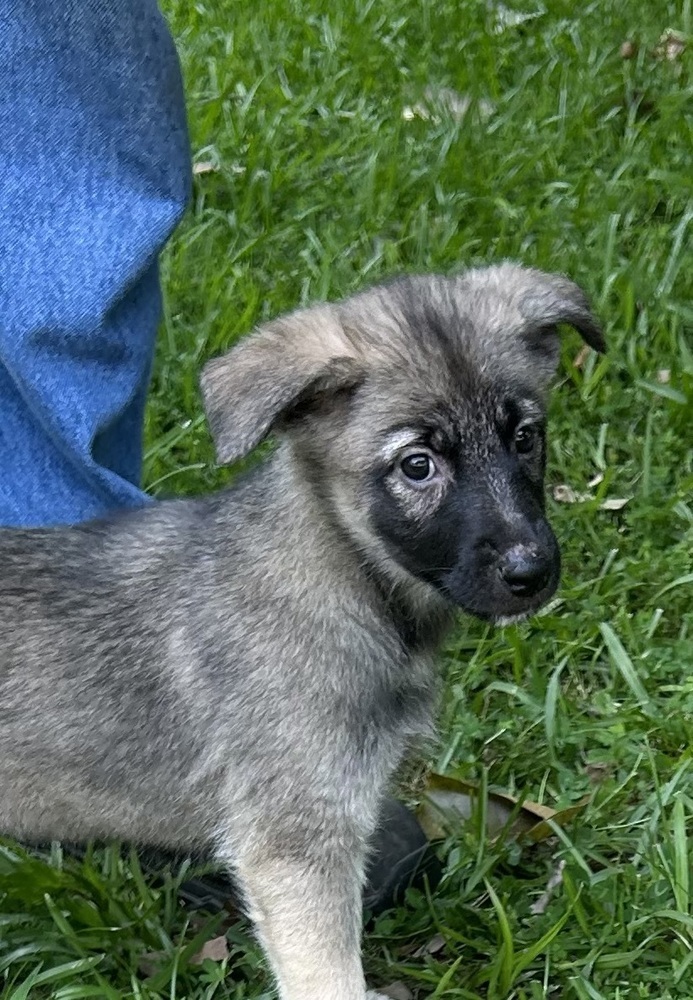 Lola - Honey Bs litter