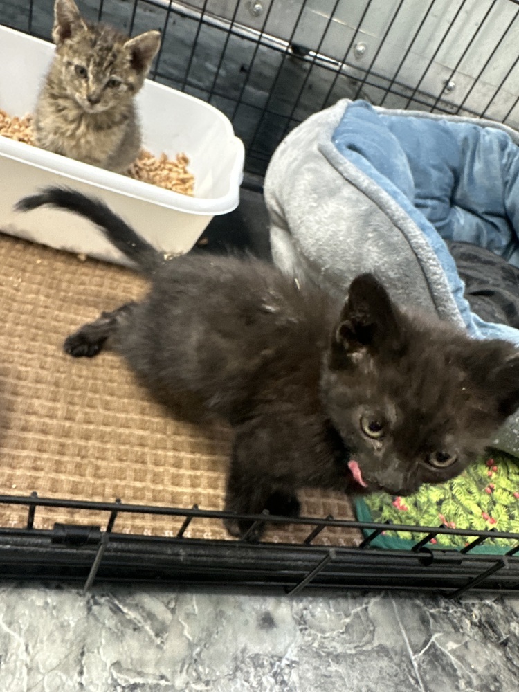 Mochi