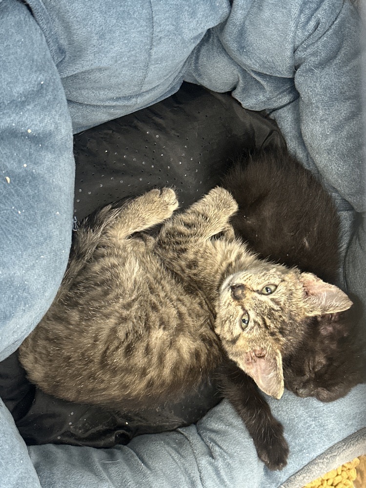 Cindy, an adoptable Domestic Short Hair in Moses Lake, WA, 98837 | Photo Image 2