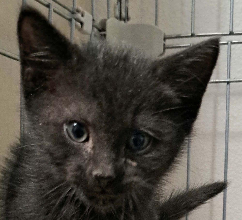 D - Eclipse, an adoptable American Shorthair, Domestic Short Hair in Moses Lake, WA, 98837 | Photo Image 1