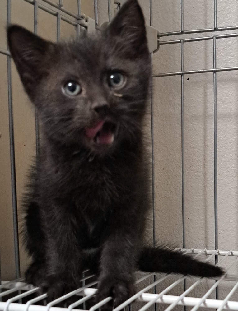 D - Eclipse, an adoptable American Shorthair, Domestic Short Hair in Moses Lake, WA, 98837 | Photo Image 2