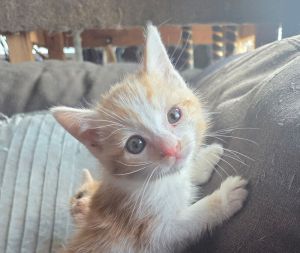 Kaoru, Baby Male Domestic Short Hair