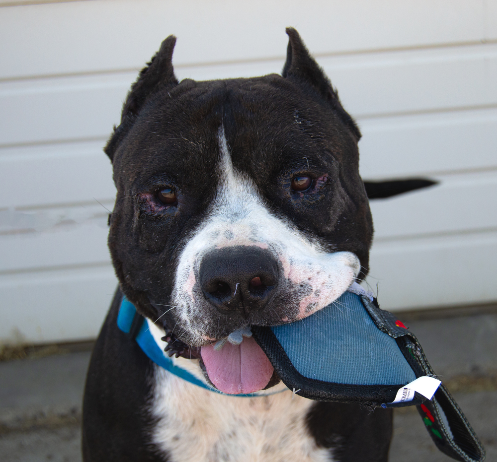 Cabo, an adoptable Pit Bull Terrier, Mixed Breed in Moses Lake, WA, 98837 | Photo Image 3