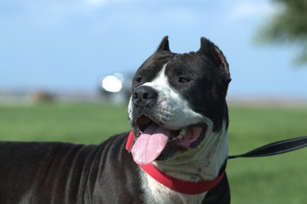 Cabo, an adoptable Pit Bull Terrier, Mixed Breed in Moses Lake, WA, 98837 | Photo Image 5