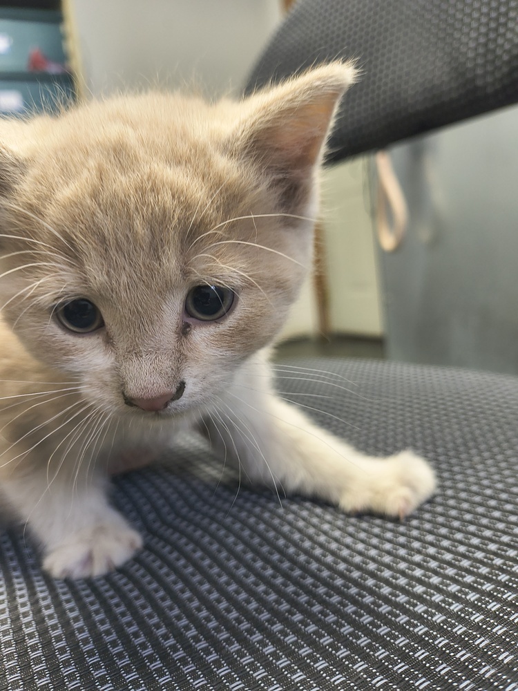 Monkey, an adoptable Domestic Short Hair in Moses Lake, WA, 98837 | Photo Image 1