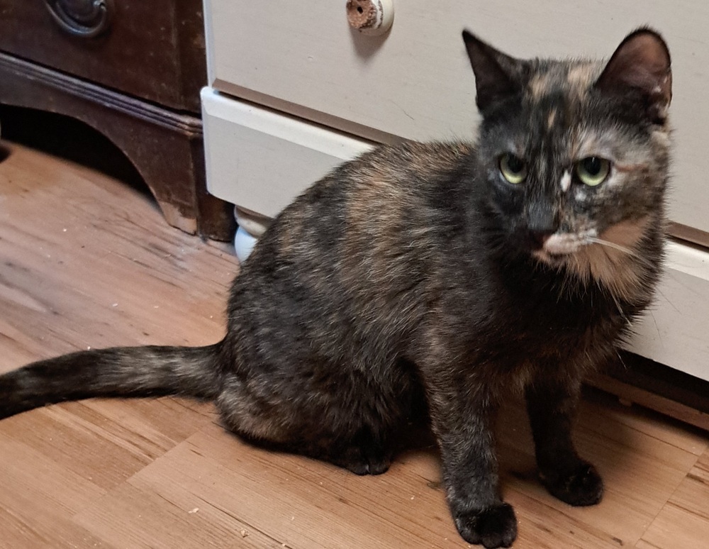 Dina, an adoptable Domestic Short Hair in Moses Lake, WA, 98837 | Photo Image 1
