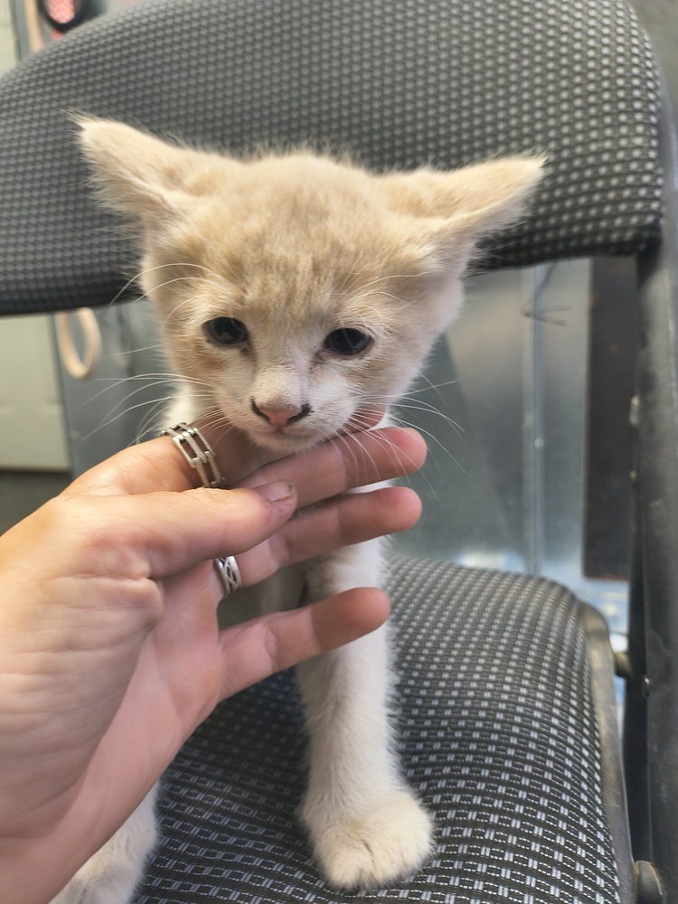 Marmalade