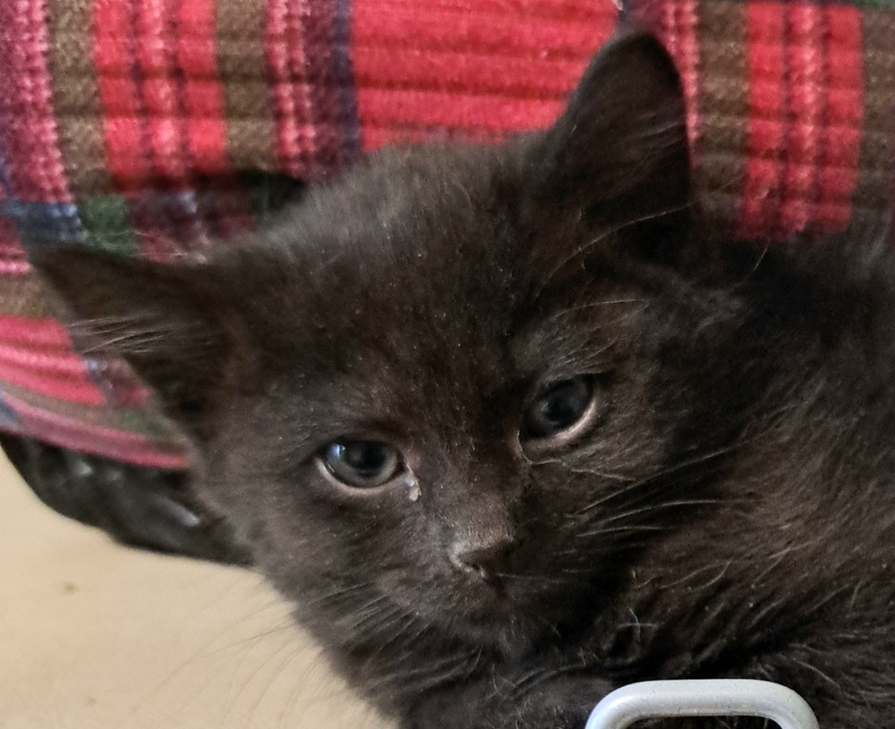 D - Obsidian, an adoptable Domestic Short Hair in Moses Lake, WA, 98837 | Photo Image 1