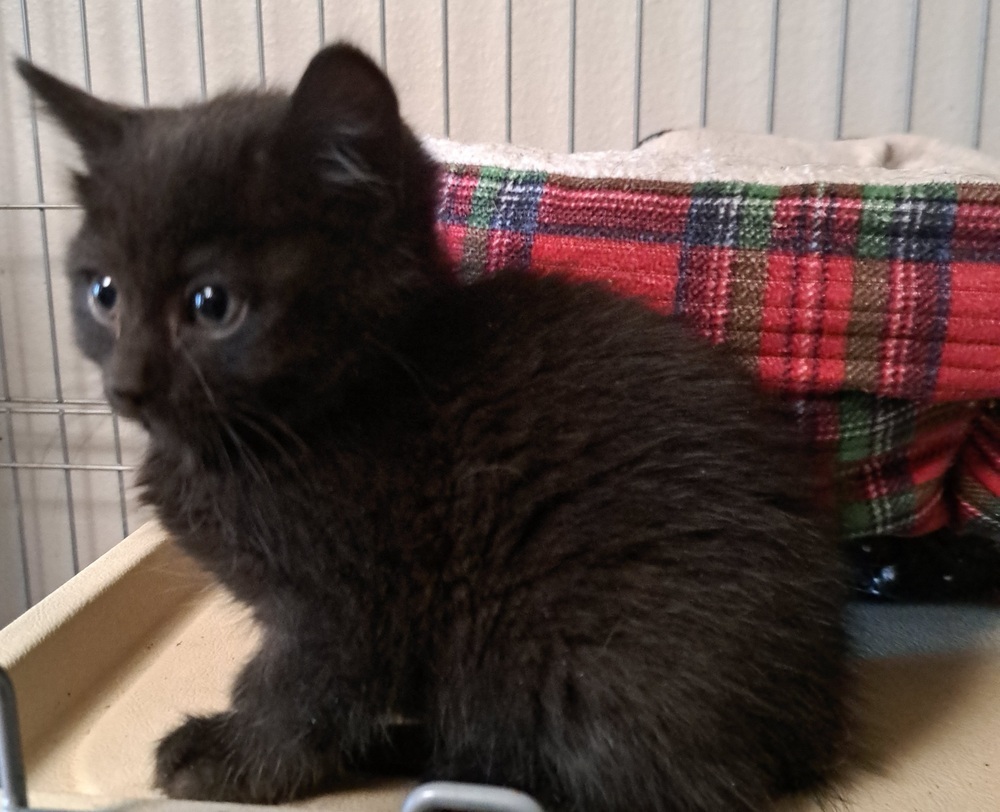 D - Obsidian, an adoptable Domestic Short Hair in Moses Lake, WA, 98837 | Photo Image 2