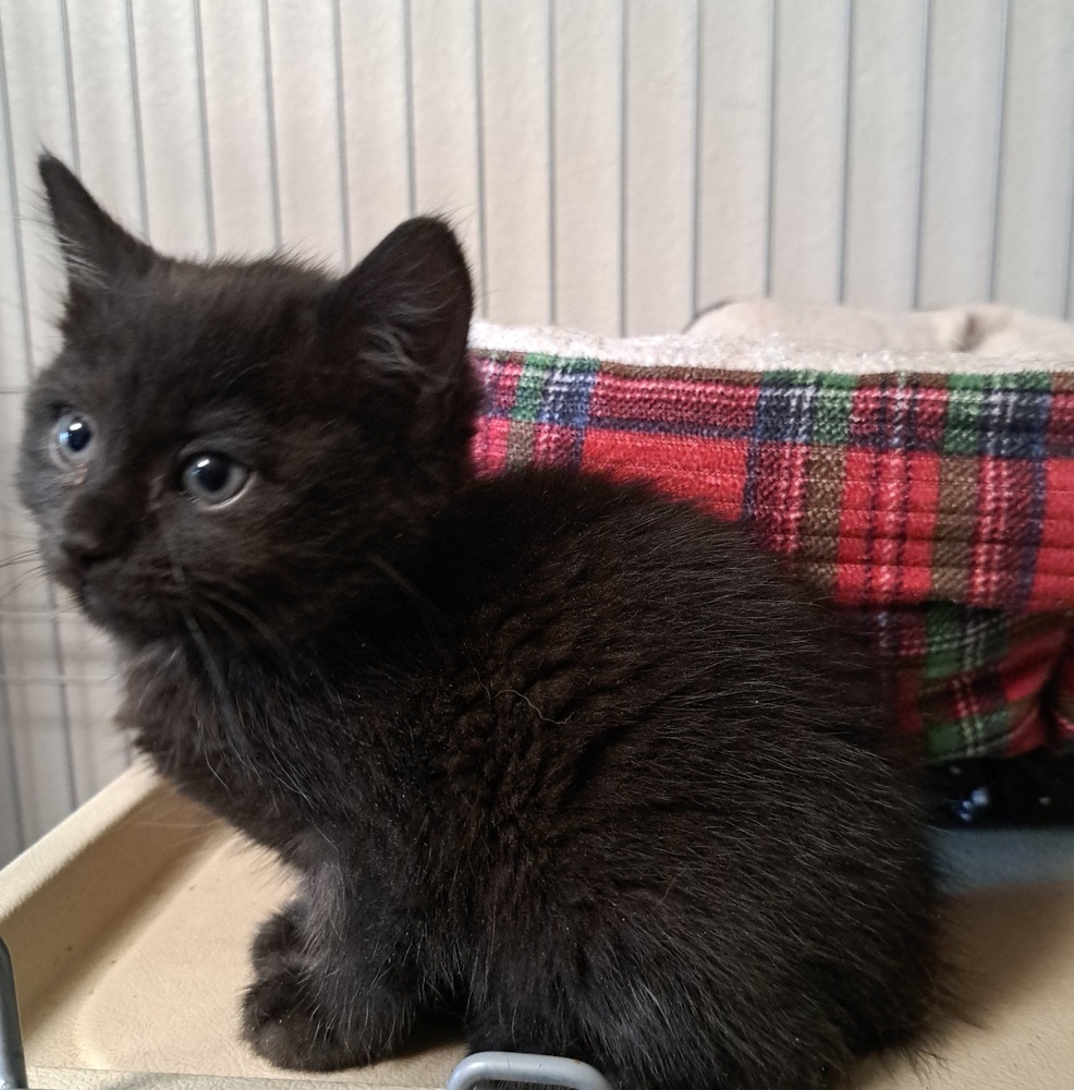 D - Obsidian, an adoptable Domestic Short Hair in Moses Lake, WA, 98837 | Photo Image 3