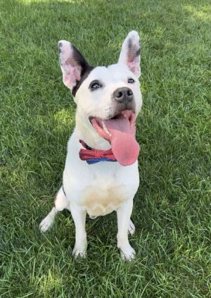 Petey, Young Male unknown