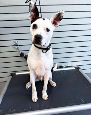 Petey, Young Male unknown