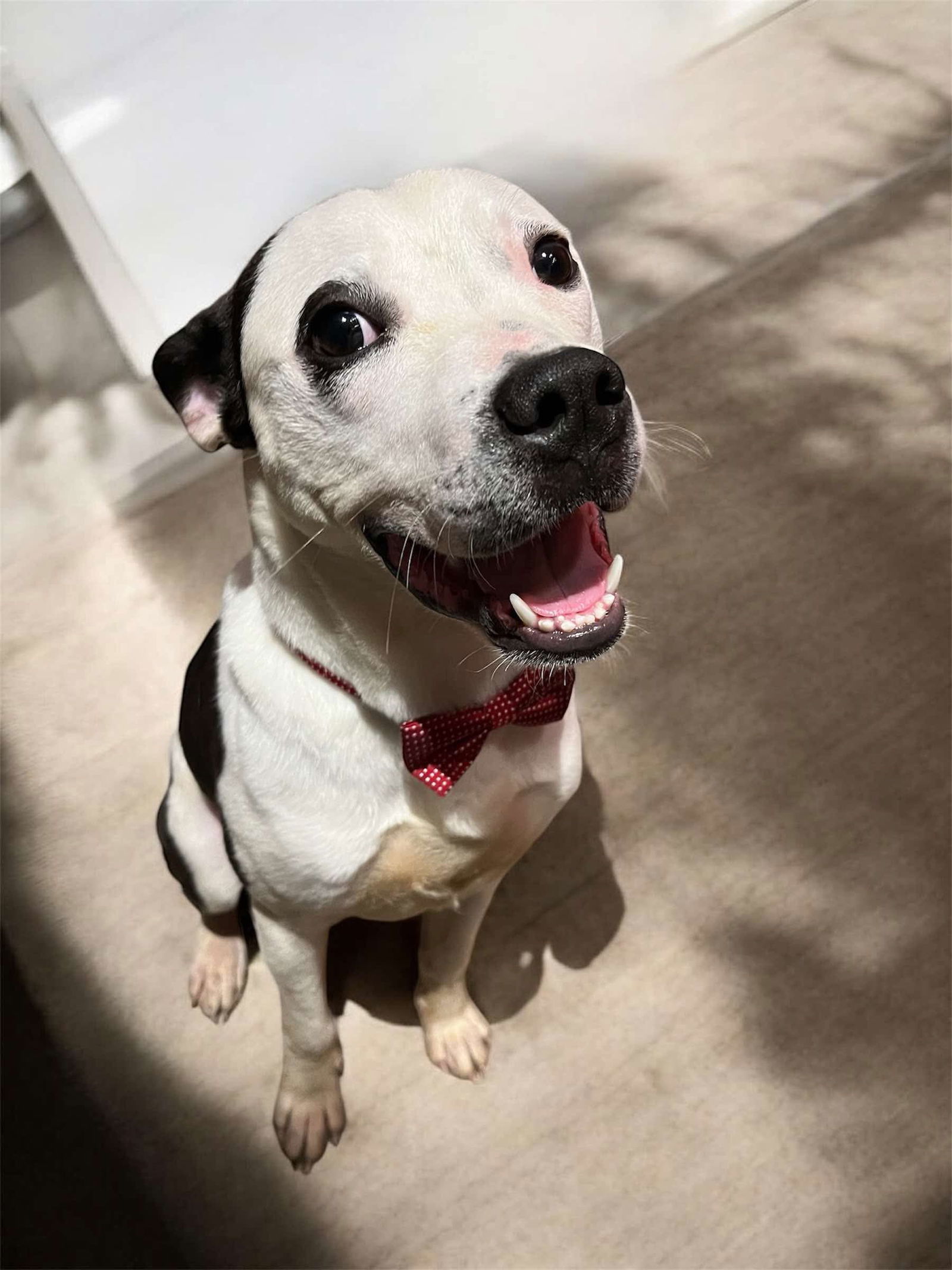 Petey