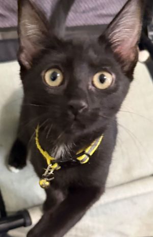 Brinley, Young Female Domestic Short Hair