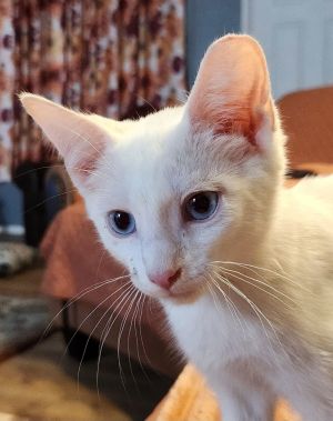 Maxwell&#39;s Silver Hammer, Baby Male unknown
