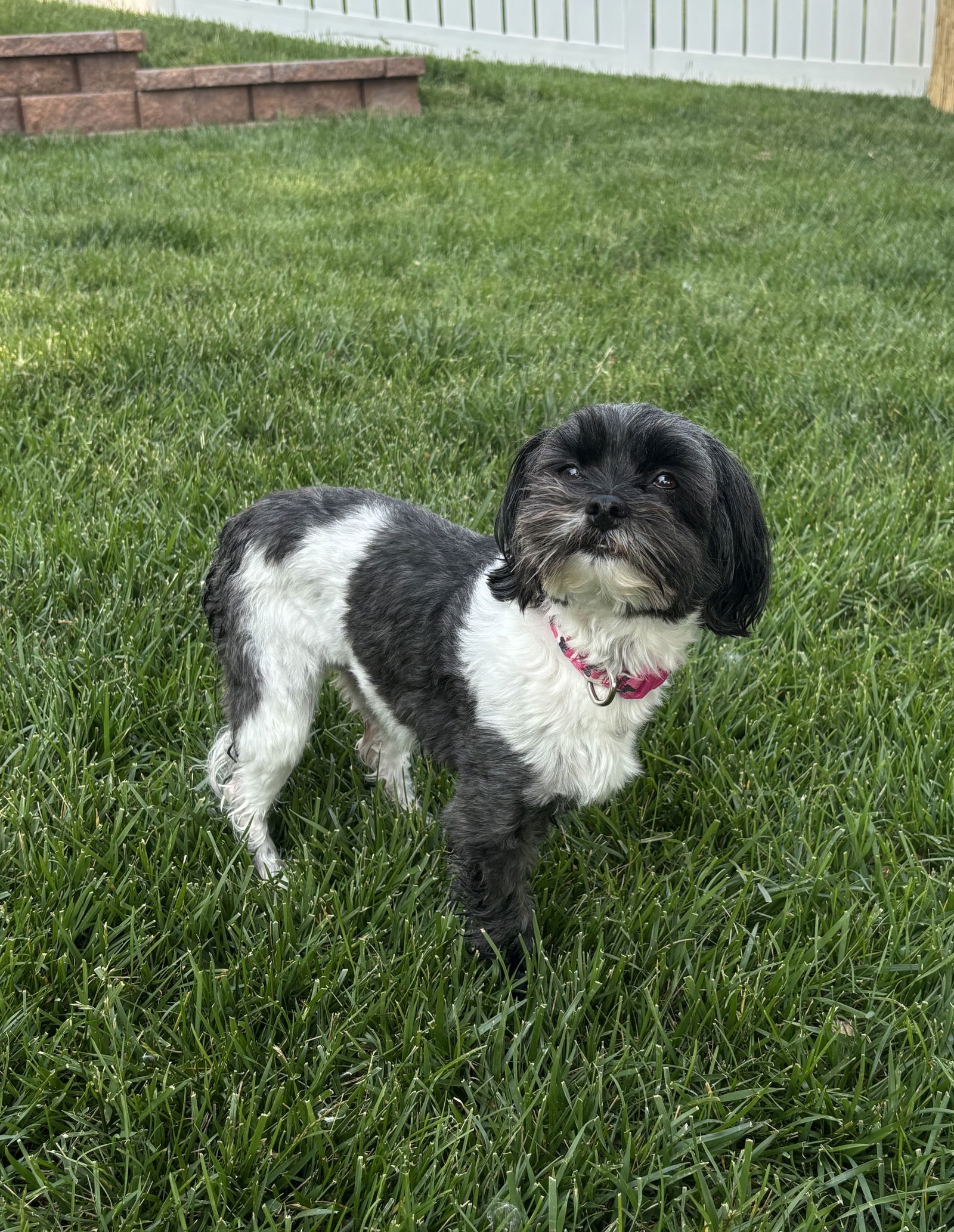 Chloe, an adoptable Havanese, Shih Tzu in Omaha, NE, 68164 | Photo Image 1