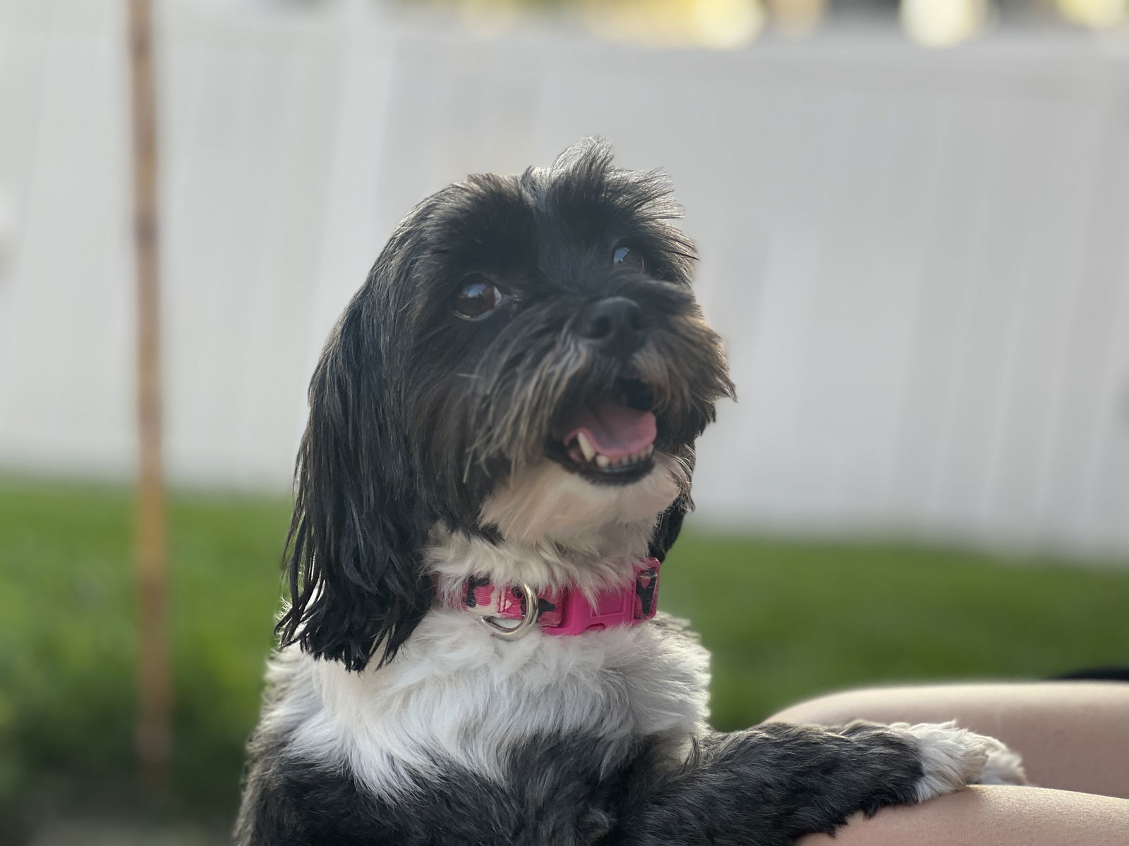 Chloe, an adoptable Havanese, Shih Tzu in Omaha, NE, 68164 | Photo Image 2