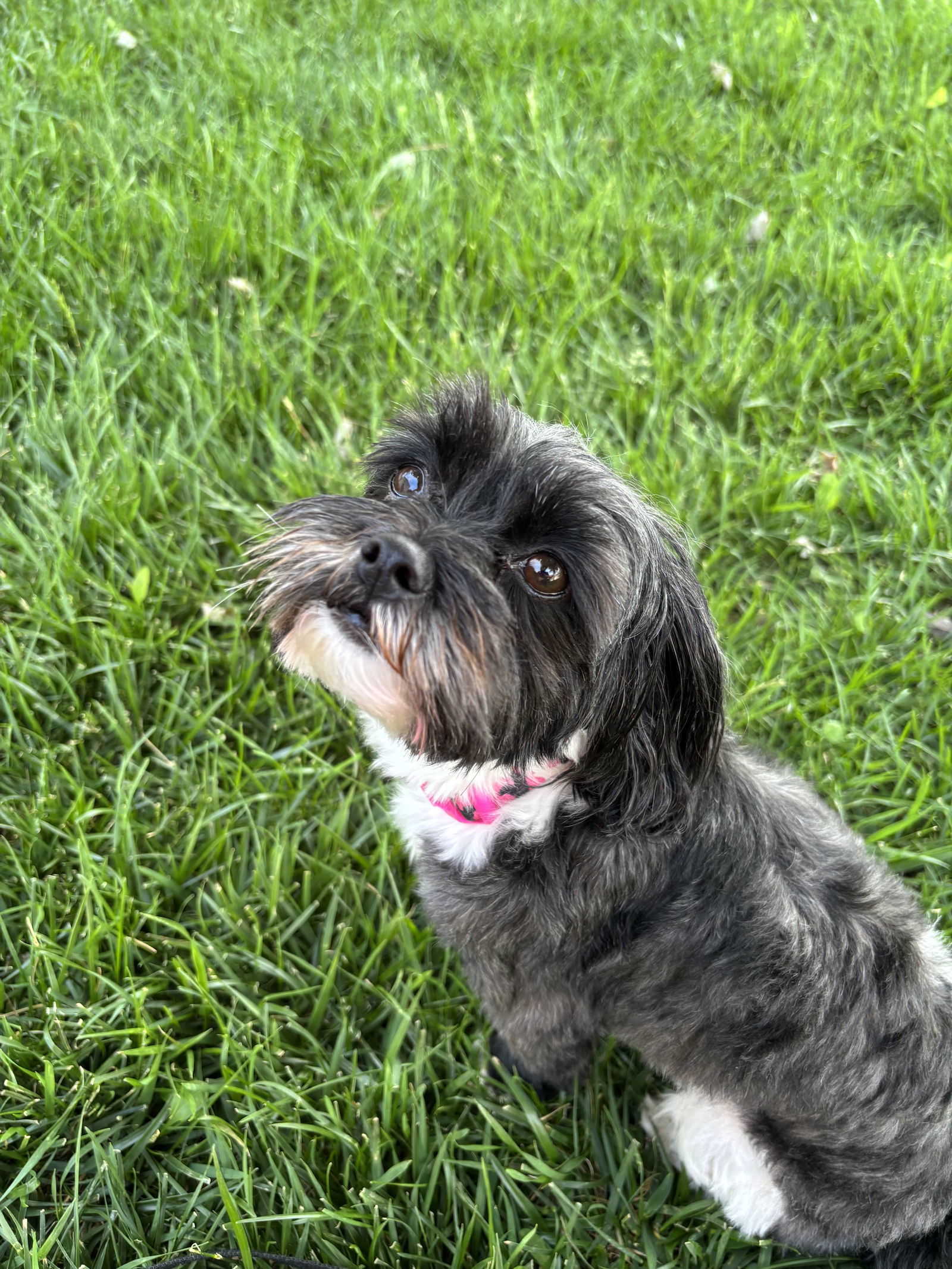 Chloe, an adoptable Havanese, Shih Tzu in Omaha, NE, 68164 | Photo Image 3