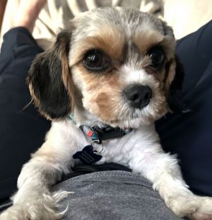 Meet Stevie This adorable boy is a mild mannered Spaniel mix with the biggest brown eyes you have e