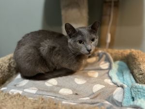 Anchovy, Adult Female Domestic Short Hair