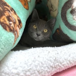 Candy Apple, Adult Female Domestic Short Hair
