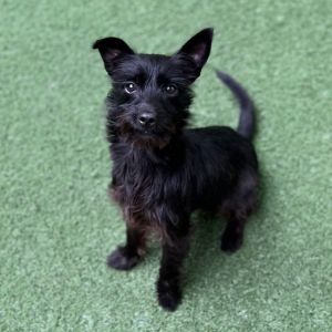 Salutations good people my name is Arwen Im a 1 year old 9 lbs spayed female Terrier mix that 